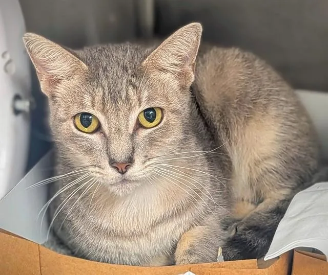 A young large-sized female Domestic Short Hair cat named Daughtry for adoption in Fort Lauderdale, FL