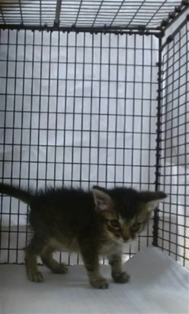 A baby small-sized male Domestic Short Hair cat named Guss Guss for adoption in Miami, FL