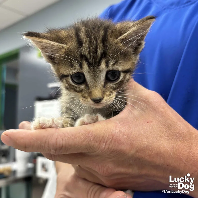 A baby medium-sized female Domestic Short Hair cat named Ziggy for adoption in Washington, DC