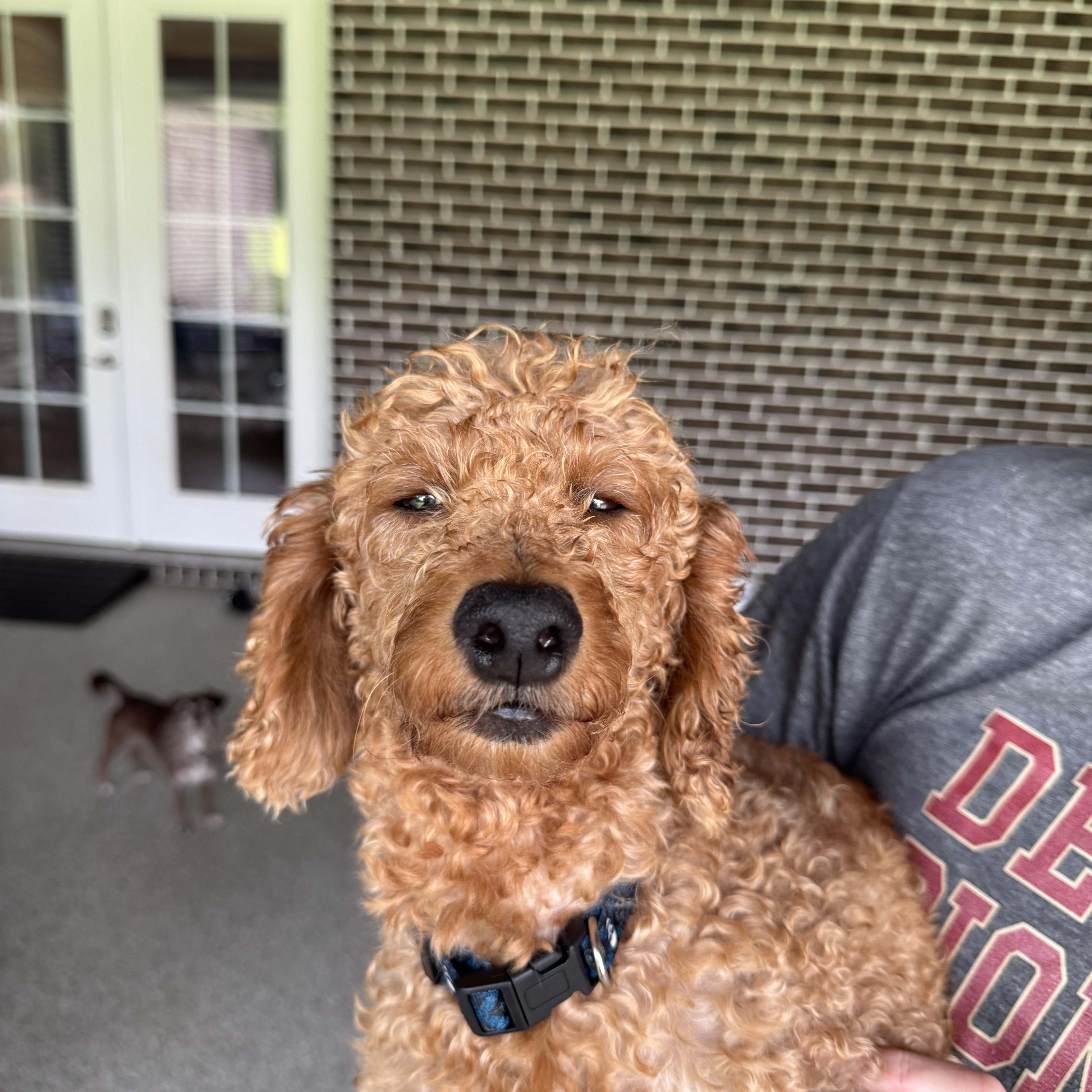 An adult small-sized female Golden Goldendoodle dog named Sally for adoption in Franklin, TN