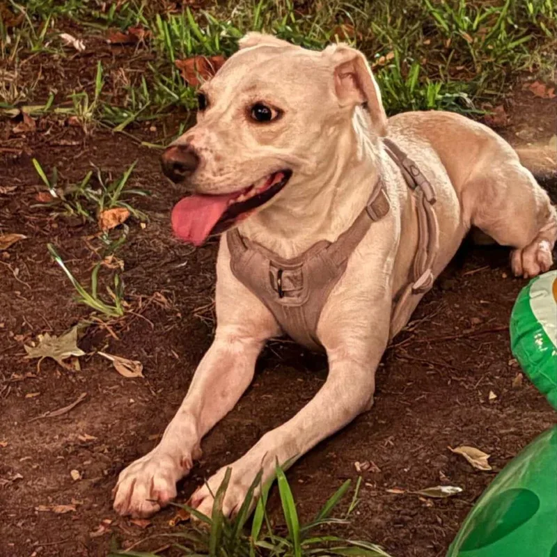 Bella Bean Girly Pop