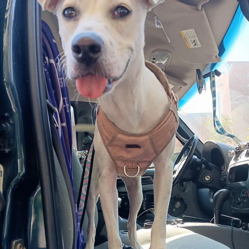 Bella Bean Girly Pop thumbnail 2