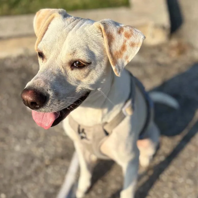 Bella Bean Girly Pop thumbnail 3