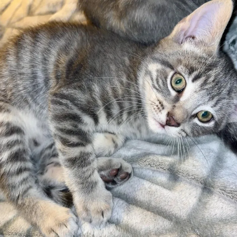 A baby medium-sized male Gray & White Domestic Short Hair cat named Cejay for adoption in Valparaiso, IN