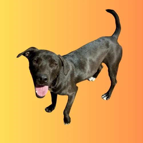 A young medium-sized male Black American Staffordshire Terrier dog named Macaroon for adoption in Sullivan City, TX
