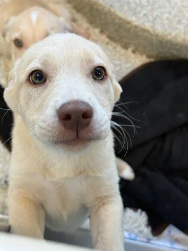 A baby small-sized female Labrador Retriever dog named Rose for adoption in Washington, DC