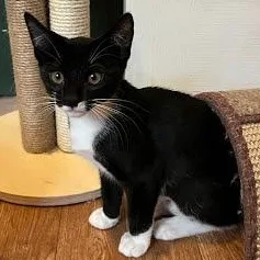 A baby medium-sized female White Tuxedo cat named Addison for adoption in Sacramento, CA