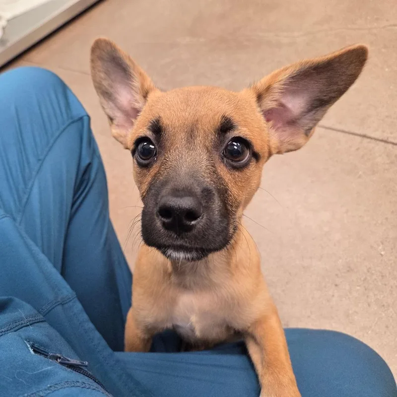 Chartreuse thumbnail 2