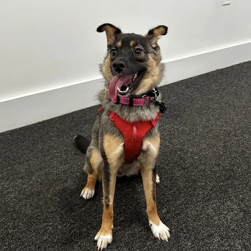 A young small-sized female German Shepherd Dog dog named Penny for adoption in DANVERS, MA