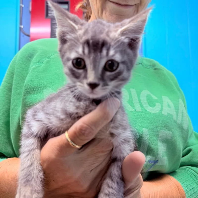 A baby large-sized male Domestic Short Hair cat named Rory for adoption in Utica, MI