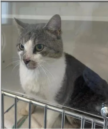 An adult medium-sized male Gray & White Domestic Short Hair cat named Tahoe for adoption in Greenfield, IN