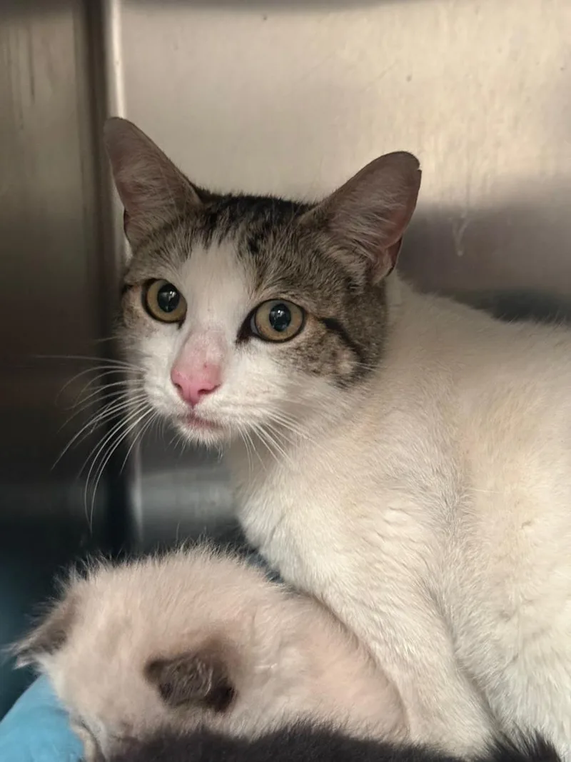 An adult small-sized female Domestic Short Hair cat named Minks for adoption in Olivehurst, CA
