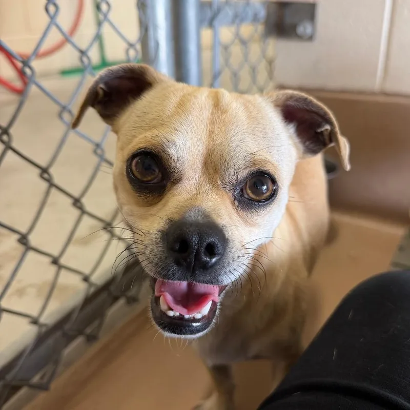 A young small-sized male Yellow / Tan / Blond / Fawn Chihuahua dog named Brumby for adoption in Reno, NV