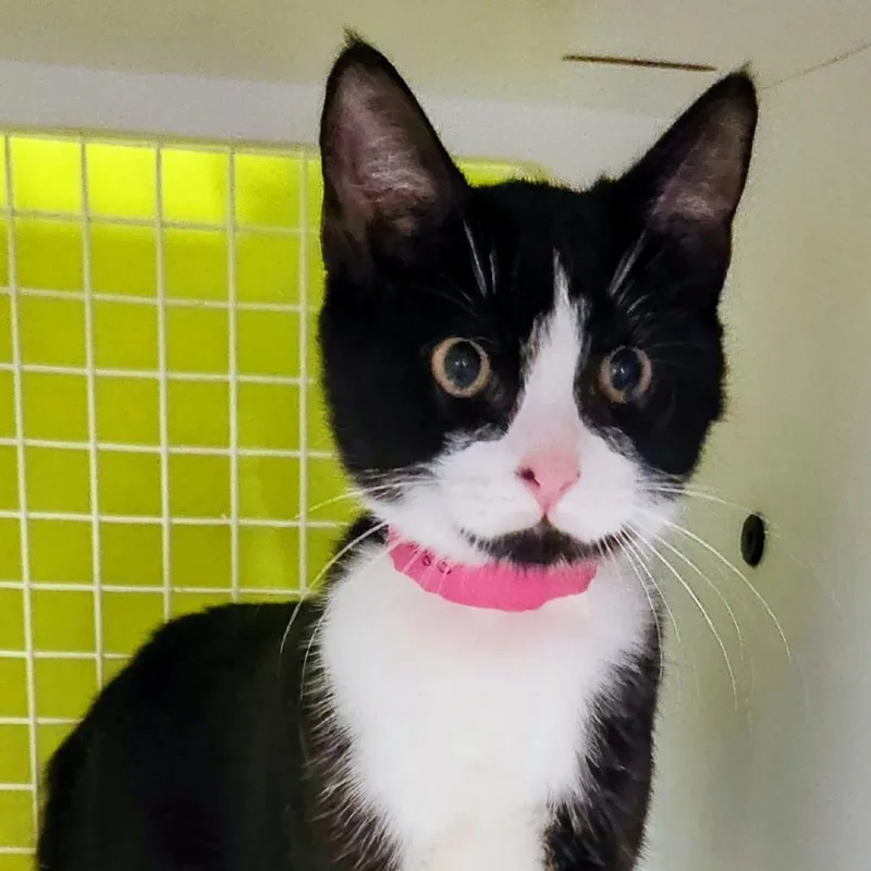 A baby small-sized female Black Domestic Short Hair cat named Betty Boop for adoption in Lakeland, FL
