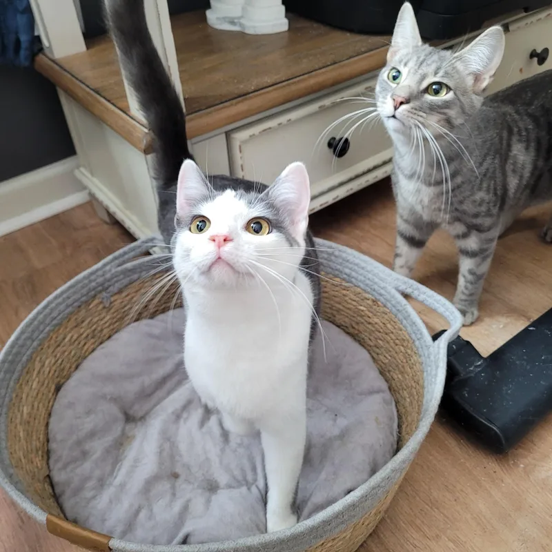 Artemis & Pasha thumbnail 5