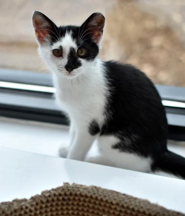 A young medium-sized female Black & White / Tuxedo Domestic Short Hair cat named Rumi for adoption in Marietta, GA