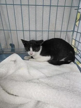 A baby small-sized male Domestic Short Hair cat named Dalton for adoption in Gainesville, FL