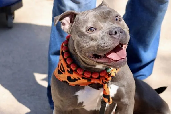 A young medium-sized female Mixed Breed dog named Bella for adoption in Staten Island, NY