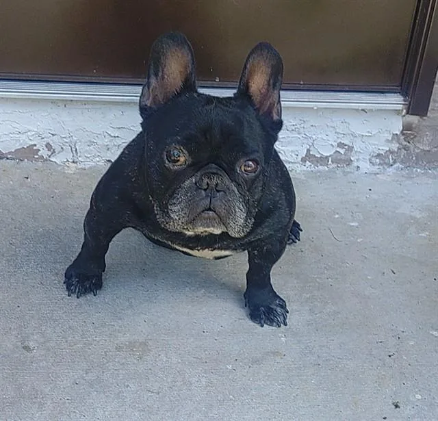 An adult small-sized male French Bulldog dog named Brutus for adoption in Fort Lauderdale, FL