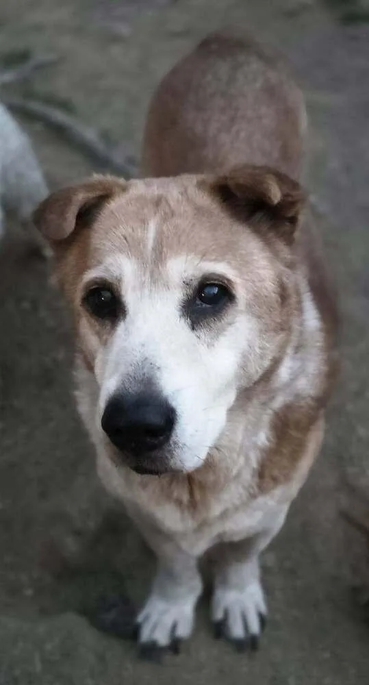 A senior medium-sized male Corgi dog named Biggie for adoption in Tunnel Hill, GA