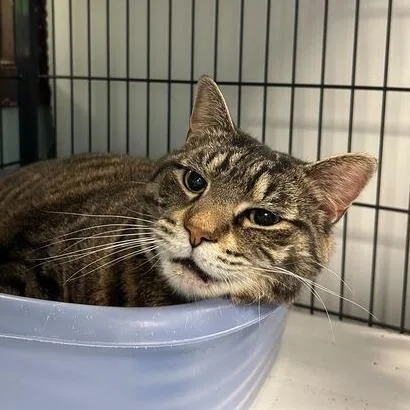 A senior medium-sized male Brown / Chocolate Domestic Short Hair cat named Zane for adoption in Davenport, IA