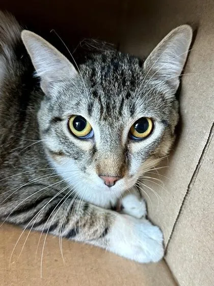 A young medium-sized male Buff / Tan / Fawn Domestic Short Hair cat named Boo for adoption in Wichita, KS