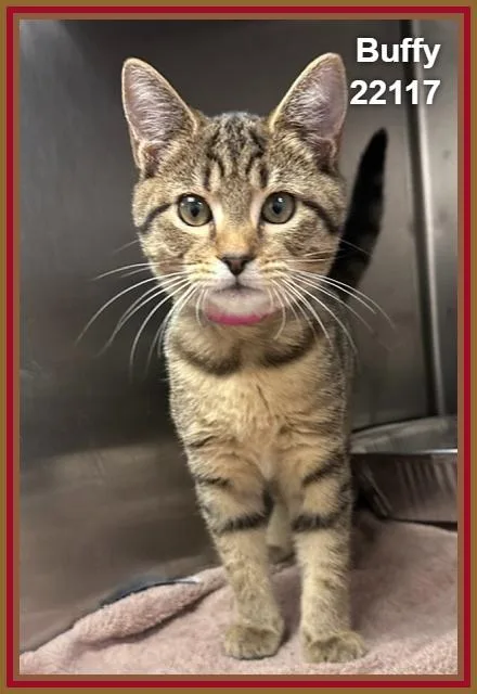 A baby medium-sized female Tabby (Brown / Chocolate) Domestic Short Hair cat named Buffy for adoption in Marietta, GA