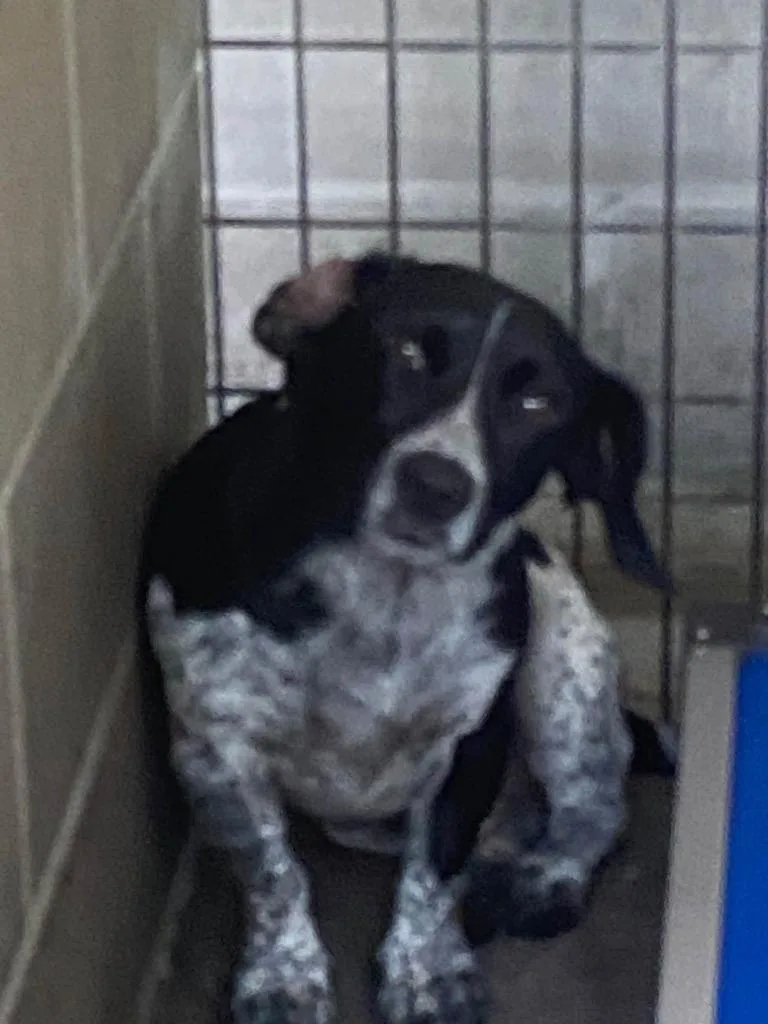 A young large-sized male Mixed Breed dog named Gomer Pyle for adoption in Lakeland, GA