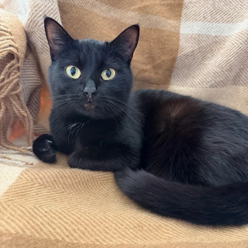 An adult medium-sized female Black Domestic Short Hair cat named Clover for adoption in Redwood City, CA