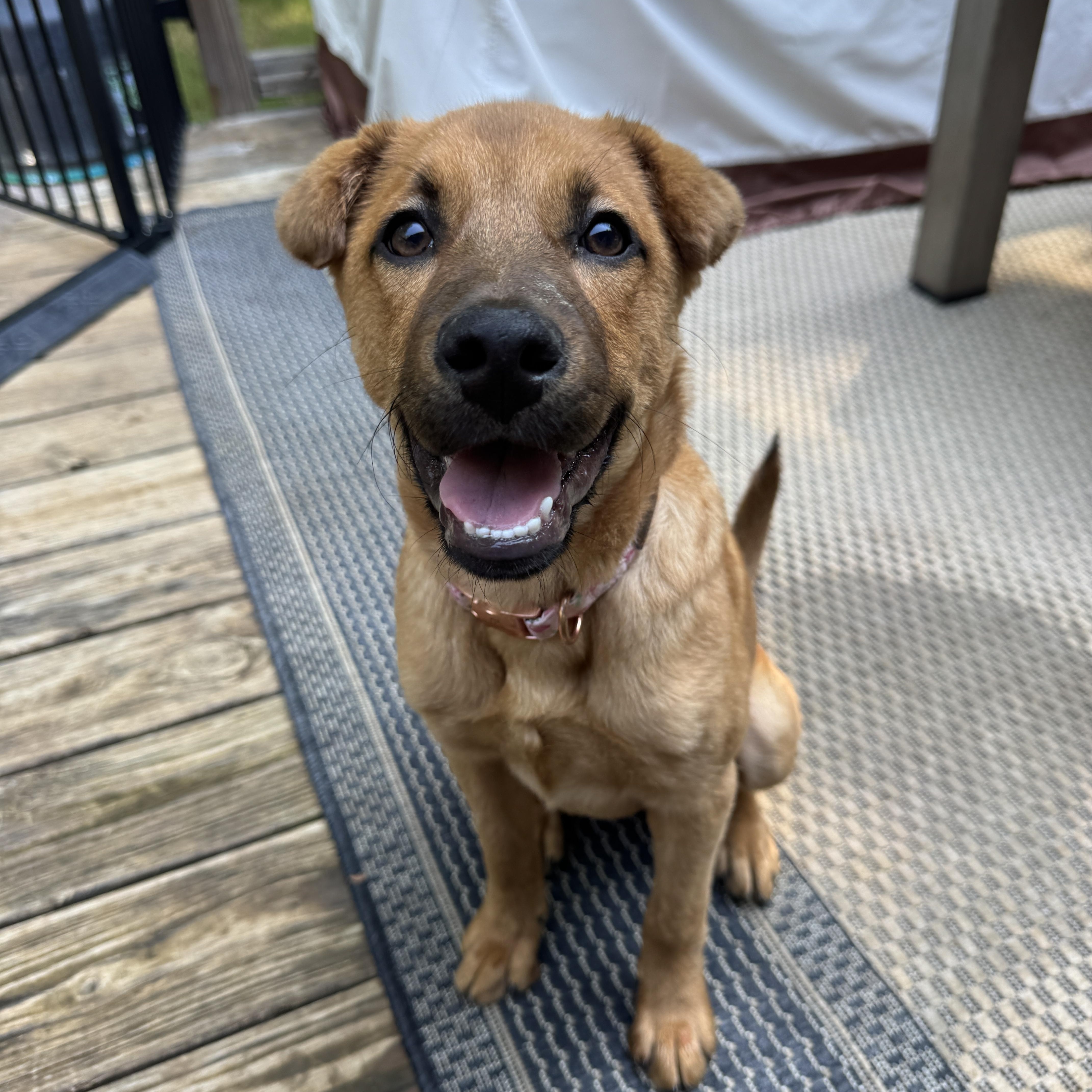 A baby medium-sized female Yellow / Tan / Blond / Fawn Shepherd dog named Kala for adoption in Rock Hill, SC