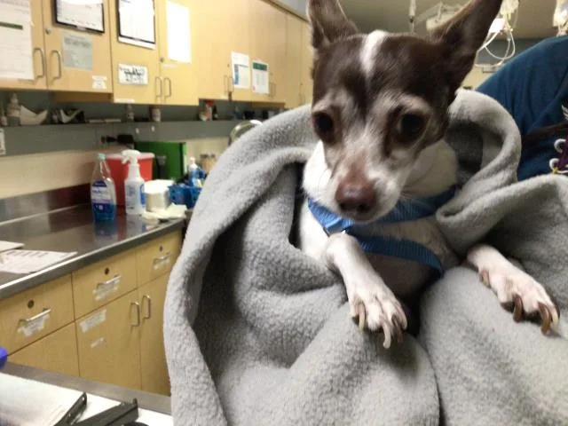 An adult small-sized female Chihuahua dog named Sky for adoption in Riverside, CA