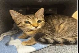 A baby small-sized female Domestic Short Hair cat named Rogue for adoption in Largo, FL