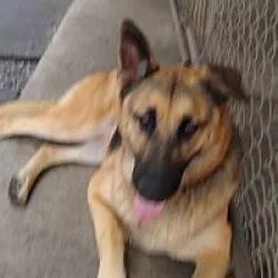An adult large-sized female Black German Shepherd Dog dog named Dutchess for adoption in New Ringgold, PA