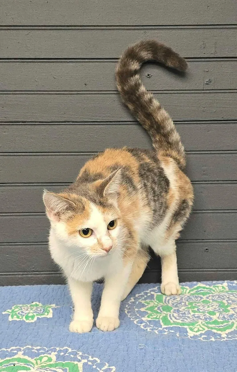 A baby medium-sized female Domestic Short Hair cat named Amity for adoption in Newport, TN