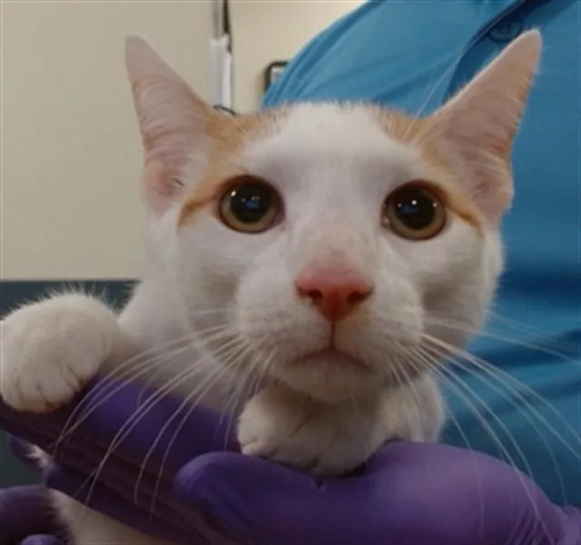 A baby small-sized male Domestic Short Hair cat named Winston for adoption in Miami, FL