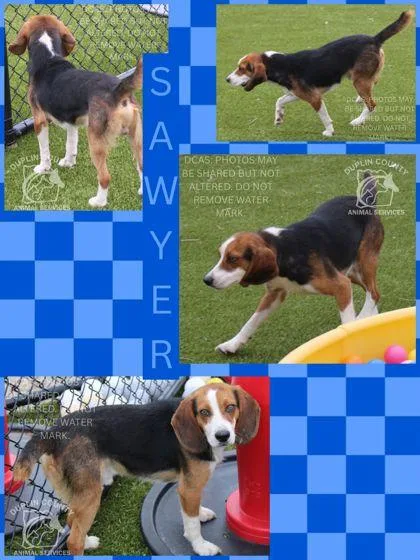 Sawyer