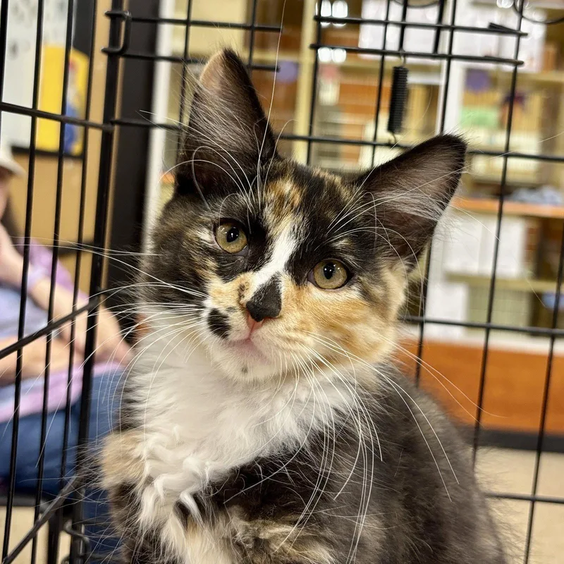 A baby medium-sized female Domestic Medium Hair cat named Everly for adoption in Sonora, CA