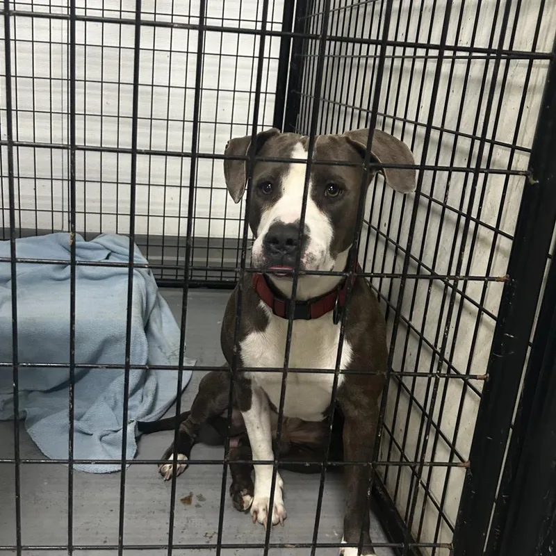 An adult medium-sized male Gray / Blue / Silver Terrier dog named Papa for adoption in St. Louis, MO