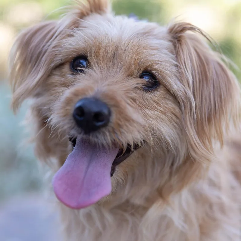 An adult small-sized male Golden Miniature Poodle dog named Jaxter for adoption in Palm Springs, CA
