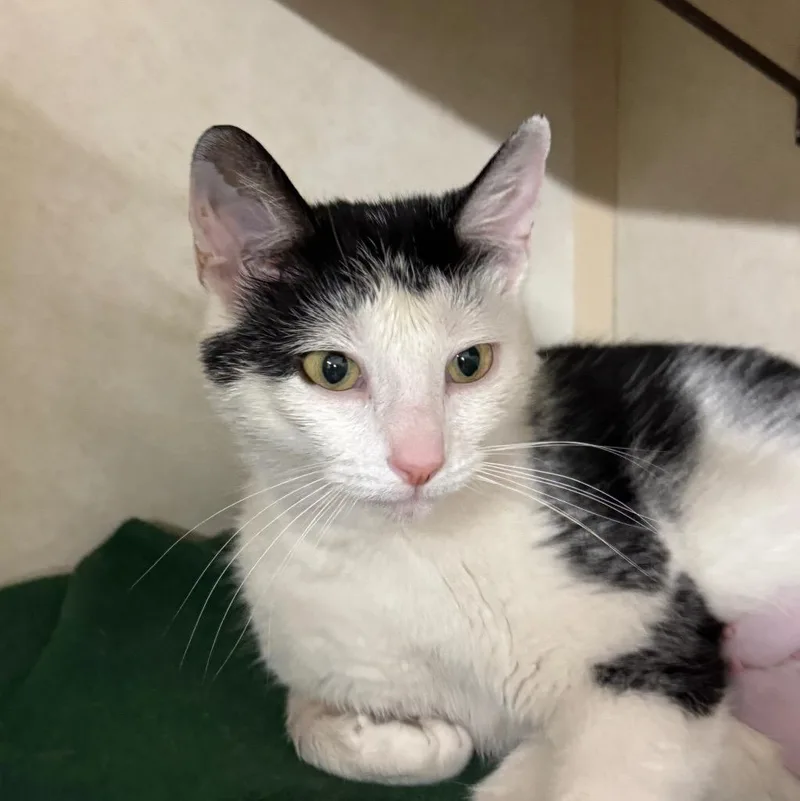 A young medium-sized female Domestic Short Hair cat named Bangs for adoption in Battle Creek, MI