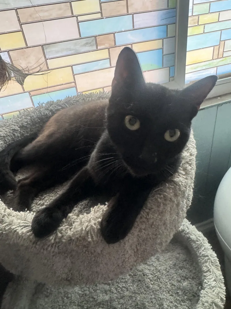 A young medium-sized male Black Domestic Short Hair cat named Trouble for adoption in Los Alamitos, CA
