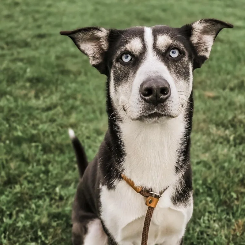 Corbin Bleu thumbnail 3