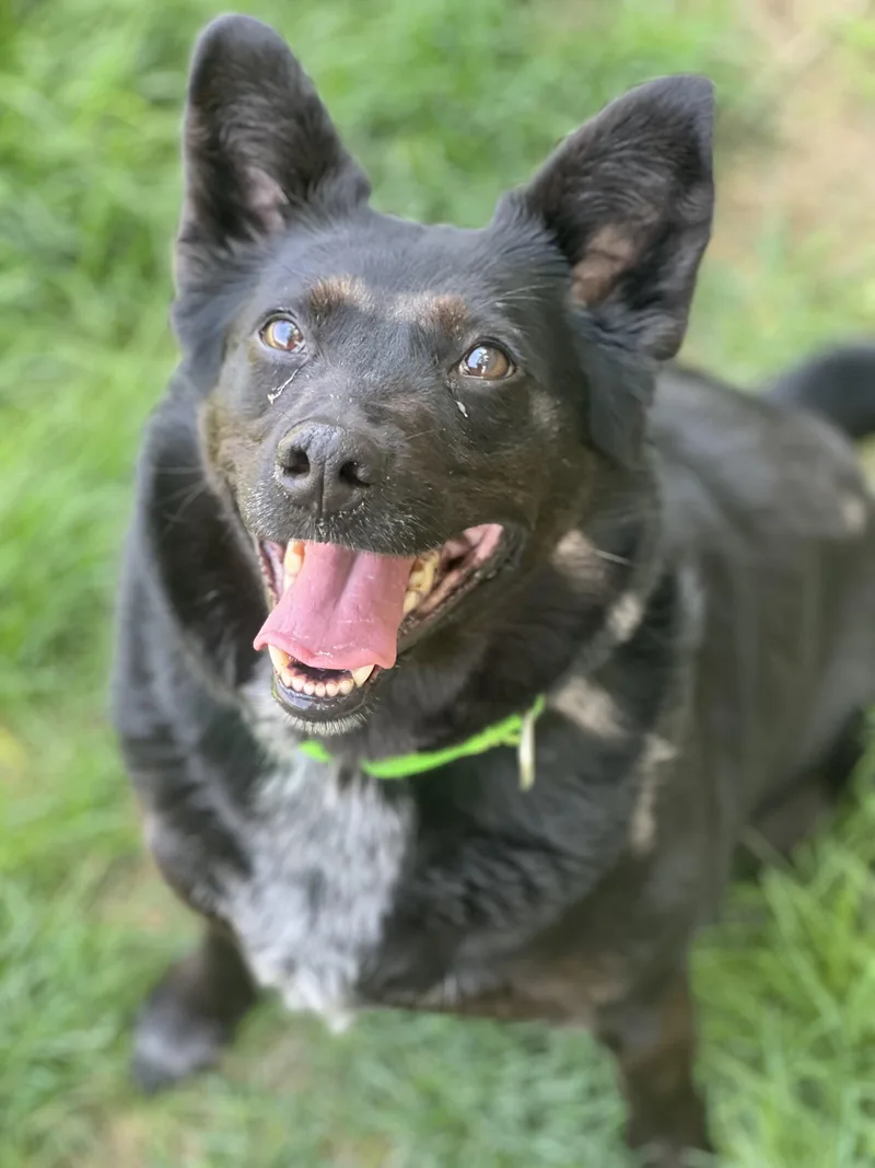 A senior medium-sized female Black Australian Cattle Dog / Blue Heeler dog named Tilly for adoption in Monroe, OH