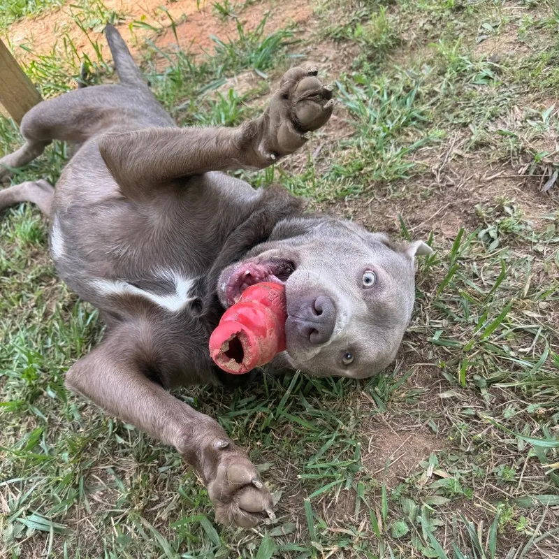 An adult medium-sized male Labrador Retriever dog named Sterling for adoption in Blairsville, GA