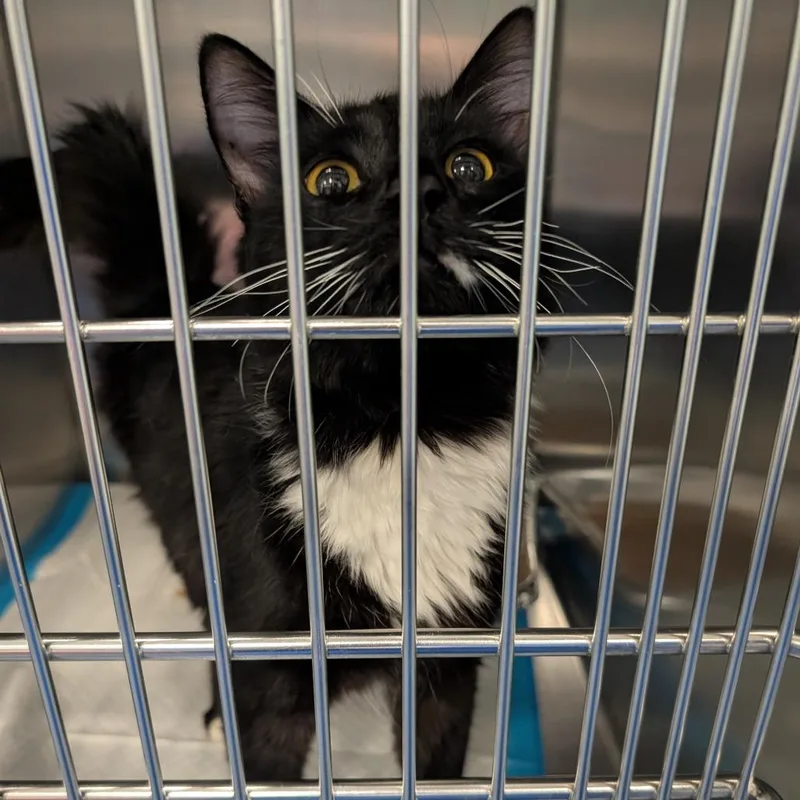 An adult large-sized male Black Domestic Long Hair cat named Gondo for adoption in Greensboro, NC