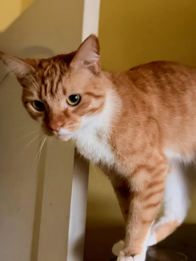 An adult medium-sized male Orange & White Domestic Short Hair cat named Maxwell for adoption in North Hollywood, CA