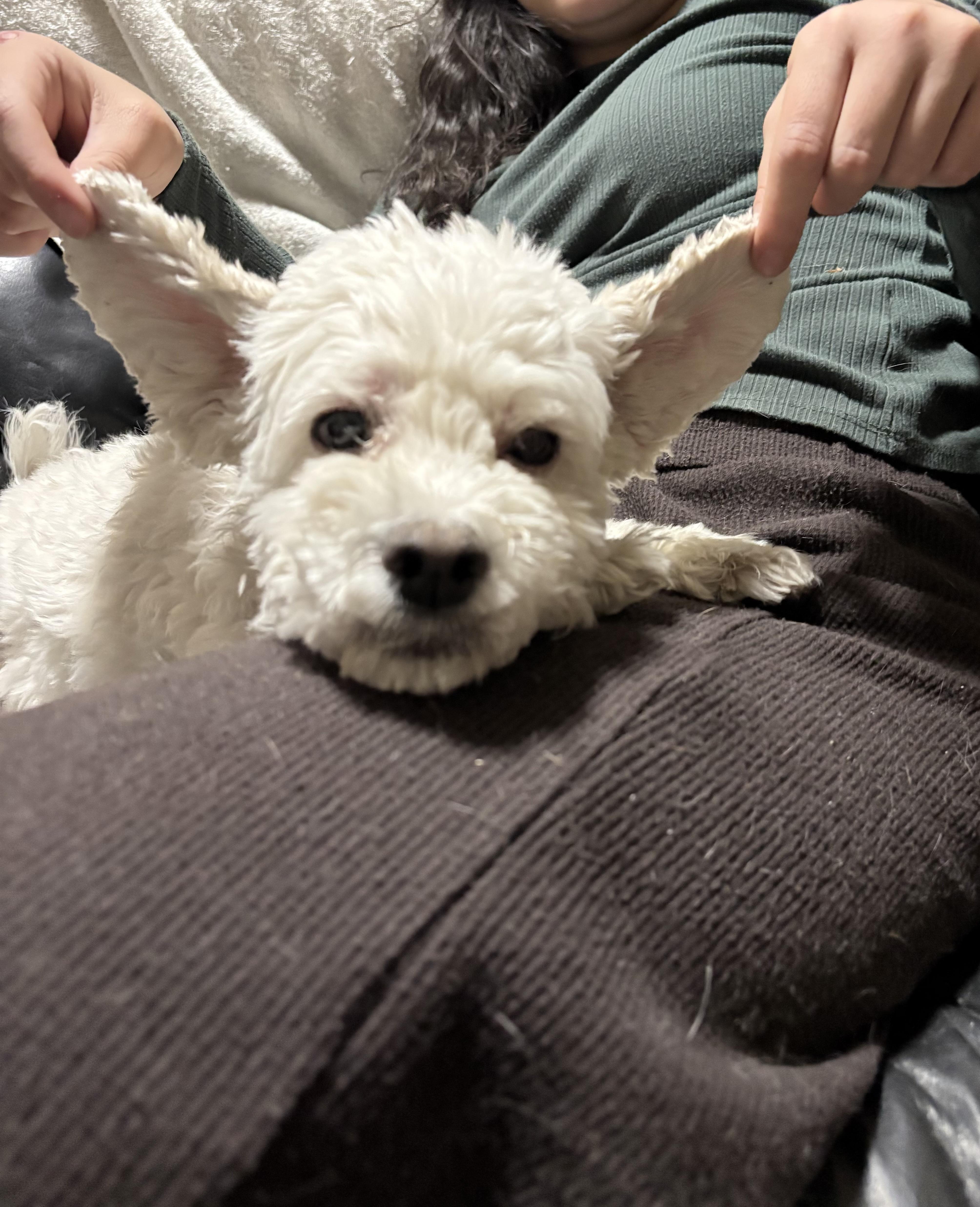 An adult small-sized female Maltese dog named Lulana ORThw for adoption in Missouri City, TX