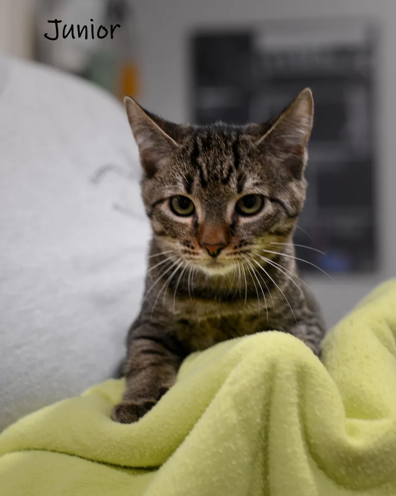 A baby small-sized male Tabby (Brown / Chocolate) Domestic Short Hair cat named Junior for adoption in Bishop, GA