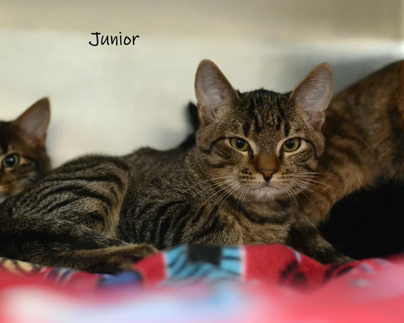 Junior thumbnail 2
