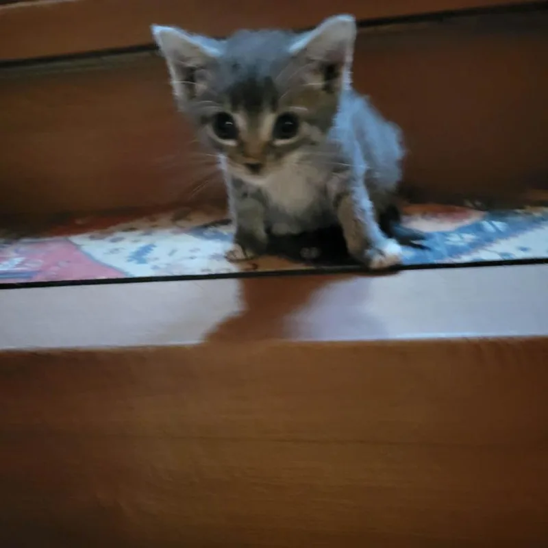 A baby small-sized female Gray / Blue / Silver Domestic Short Hair cat named Gracie for adoption in Spruce Pine, NC